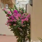شركة الريف المزهر للتنسيق الحداىق