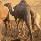 بكرة للبيع