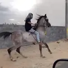 حصان شعبي كفو