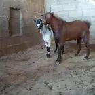 تيس ادهم اجم فحل كفووو