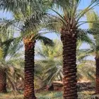 يوجد لدينا عمال تكريب وقلع فروخ وتحيض