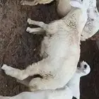 مشروع فحل حري