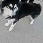 كلب هاسكي