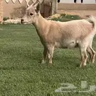 ماعز قزم انثى