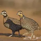 حجل امريكي ( مكسيكي )