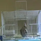 جده الخمره شرع الستين