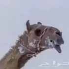 تدريب هجن شعبي بتبوك