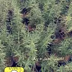 شتلات واشجار داخليه وخارجيه