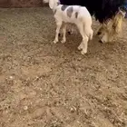 للبيع متبع نجديه