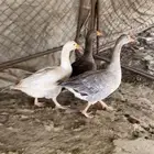وز.لبيع