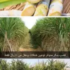 شتلات قصب السكر نوعين ومتوفر عقل صالحة للزراعه