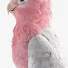 ببغاء كوكاتو قالا