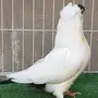 هلمت 