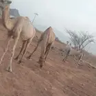 ماشاء الله تبارك الله نعرض عليكم ابل للبيع