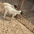 خروفين بربري لباني