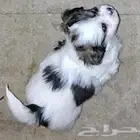 فرصة جراوي يا بلاش بسعر 100