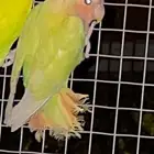 روز