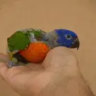 فرخ لوري ( تم البيع)