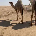 حاشي للبيع