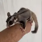 شوقر قلايدر السنجاب الطائر