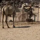 ناقه للبيع شكل وسلاله