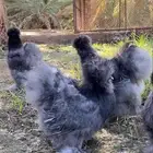 فروخ دجاج قطني (سلكي) بلو Top