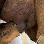 خلفه مصغر ساحلية