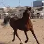 حصان شعبي
