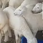 رخال حريات فواخر 