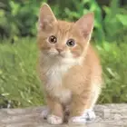 توصيل حيوانات اليفه الرياض الدمام الجبيل الشرقيه الحسا الخبر