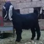 جفره 