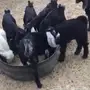 تيوس عوارض سمان