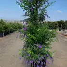 مزارع ومنسق حدائق