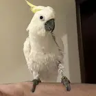 كوكاتو اليف للبيع