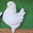 حمام مدائن كنق