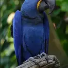 فندقه للطيور في جده الاجاويد