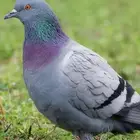 حمام للبيع