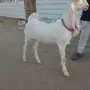 جفره برصا جلد وظلف جما ماشاءالله 