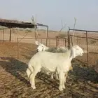 تم البيع