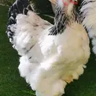 بيض براهما مخصب