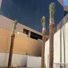 نخل واشنطني وعربي