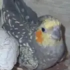 للبيع انثي كروان فرشة منتجة