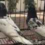 جوزين وفرده بكستاني 
