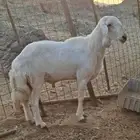 فحل مشروط
