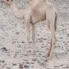 قعود مهجن للبيع