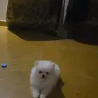 كلاب بومرينيان تي كوب teacup pomeranian