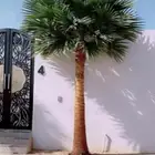 نخيل.للبيع