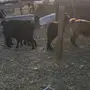 عنز عارضيه معها جفره 