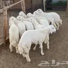 ذبايح حريه شعارنا الامانه والذمه