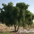 سدر يمني ناعم مطحون الكيس10 كيلو رائحة زكية